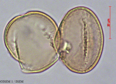 Lamourouxia virgata - lame n° 29136